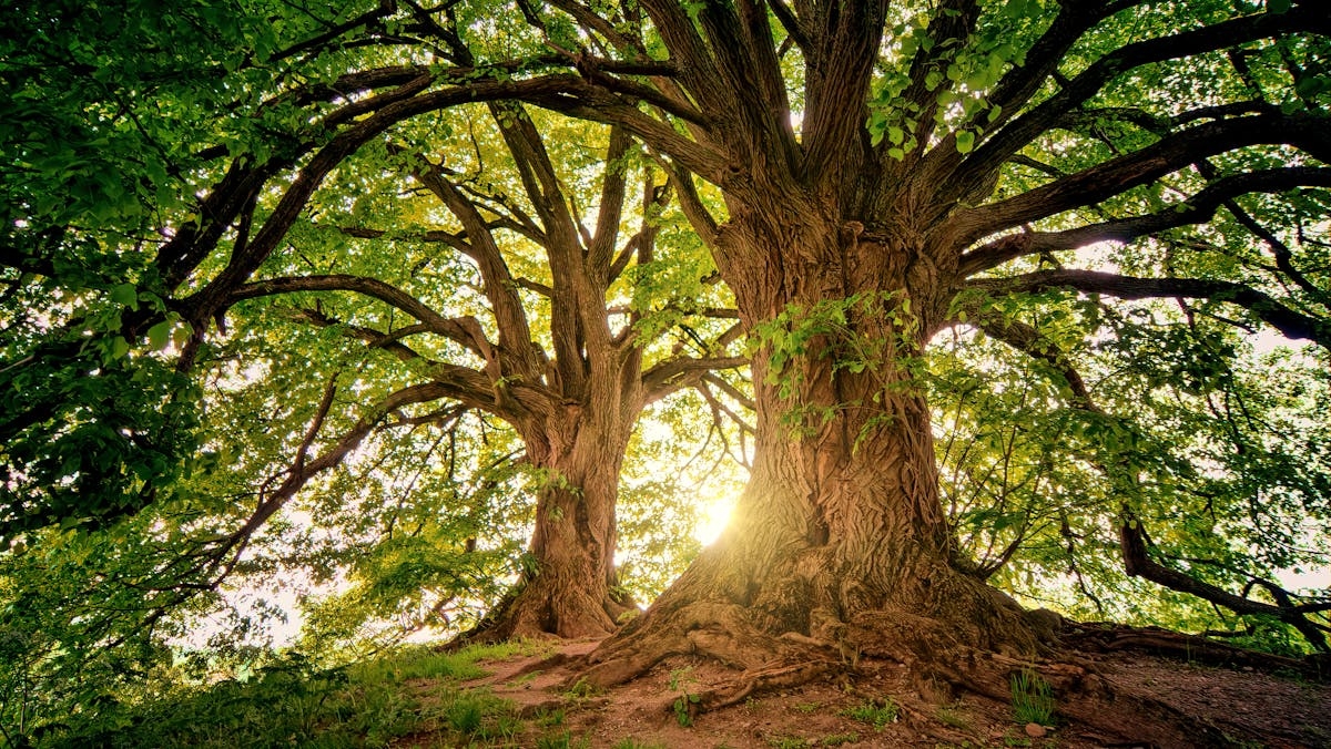 10 Best Fast Growing Trees To Transform Your Landscape TreeNewal