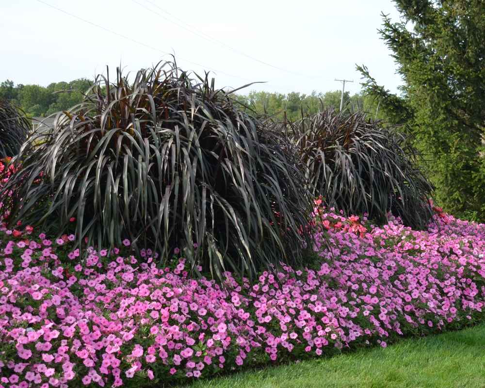 10 Companions For Ornamental Grasses In The Landscape Proven Winners