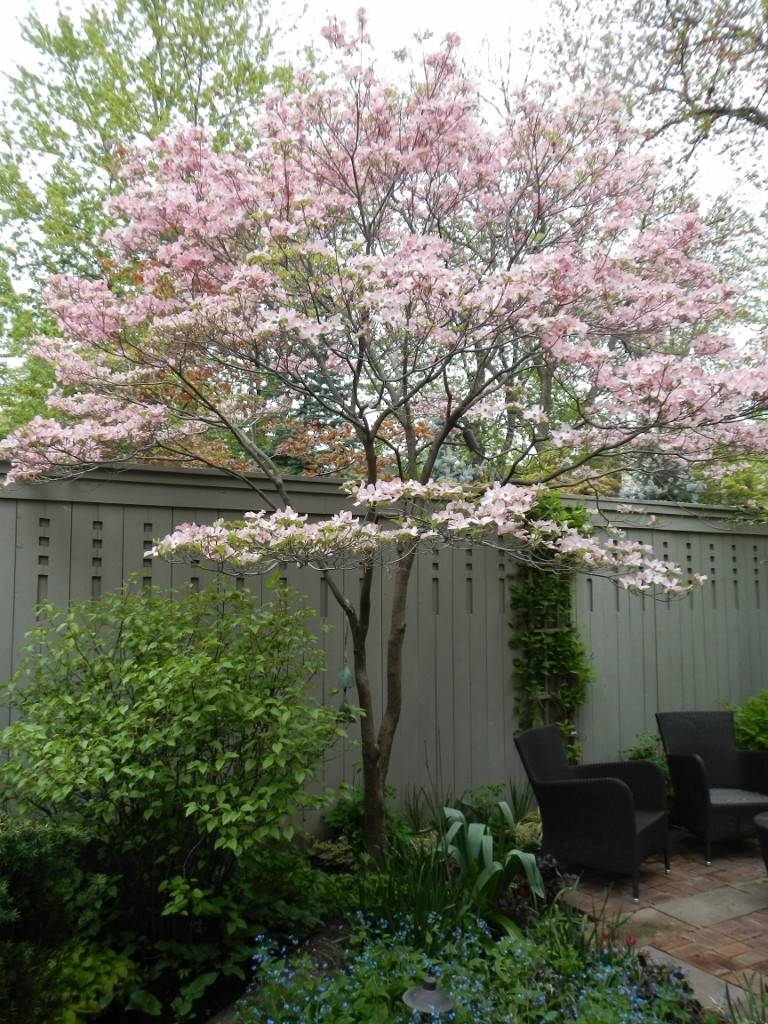 10 Trees That Would Work In A Small Garden Houzz IE