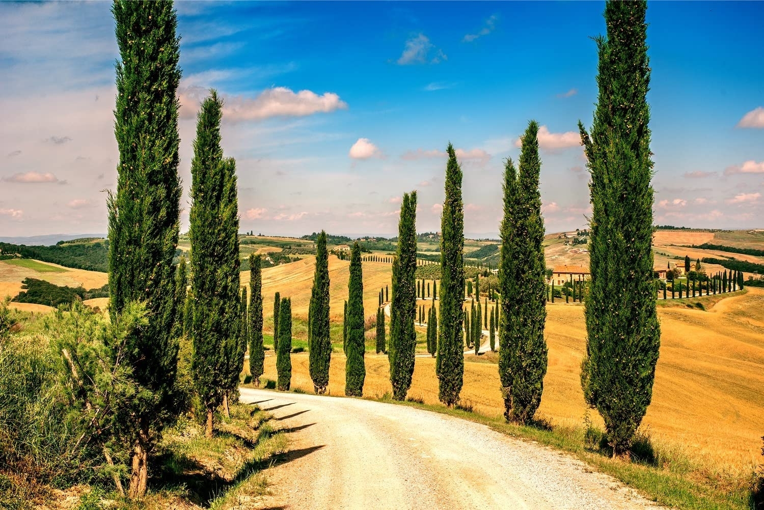 100 Italian Cypress Seeds For Planting Exotic Evergreen Tree Seeds To Grow Great For Landscaping And Hedge Rows CZ Grain