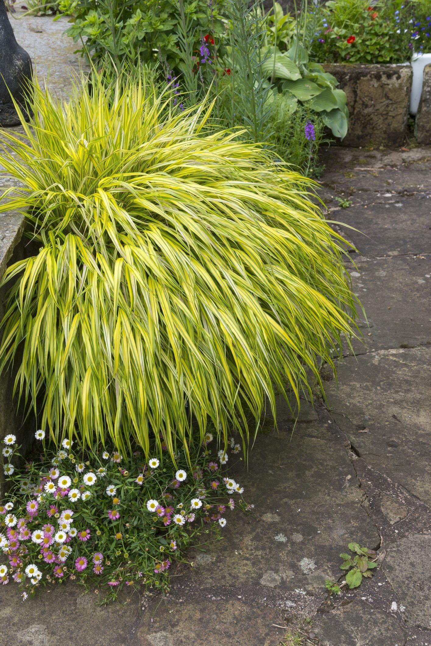 11 Best Ornamental Grasses Tall And Dwarf Ornamental Grasses
