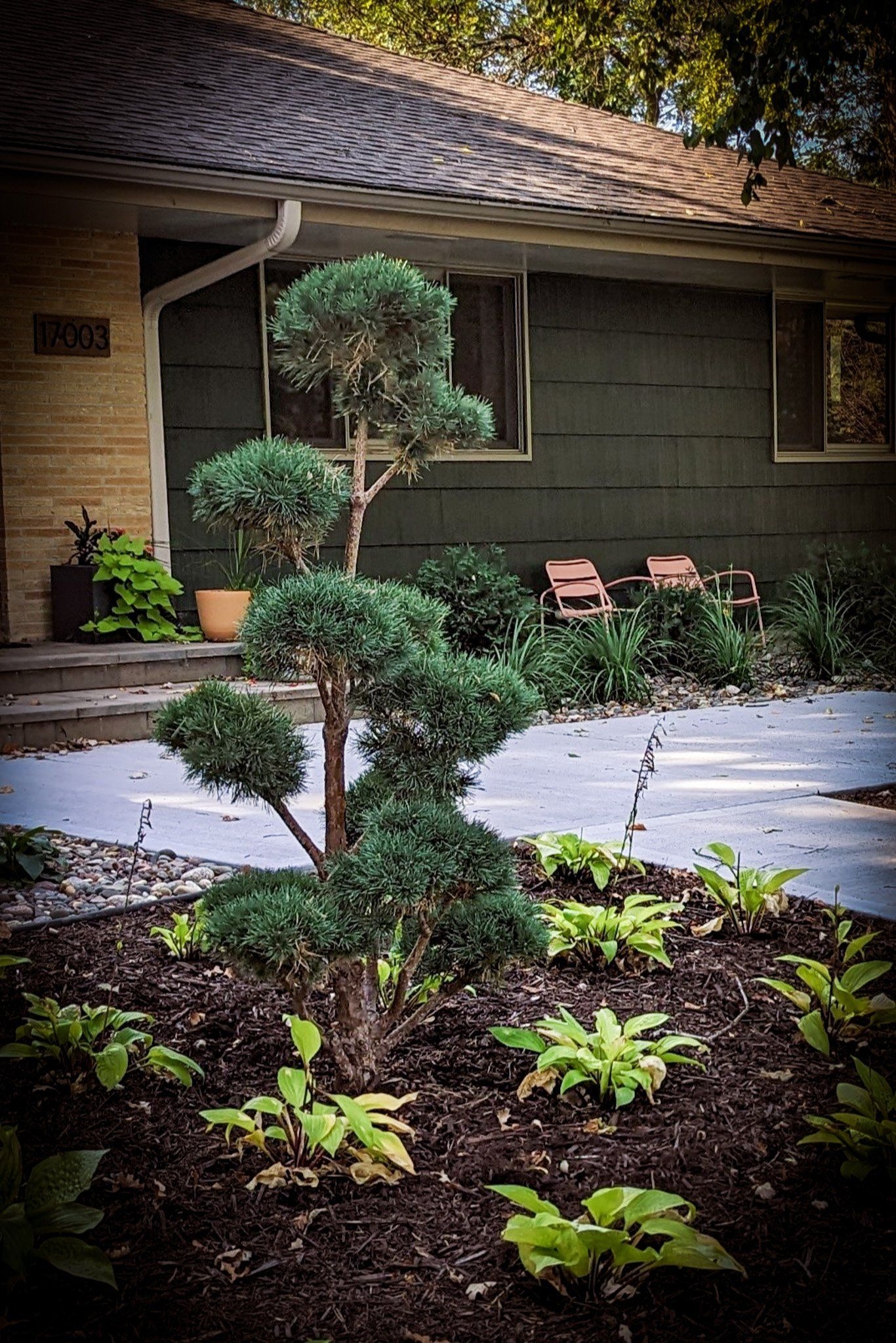 12 Great Plants For Mid Century Modern Homes In Minnesota