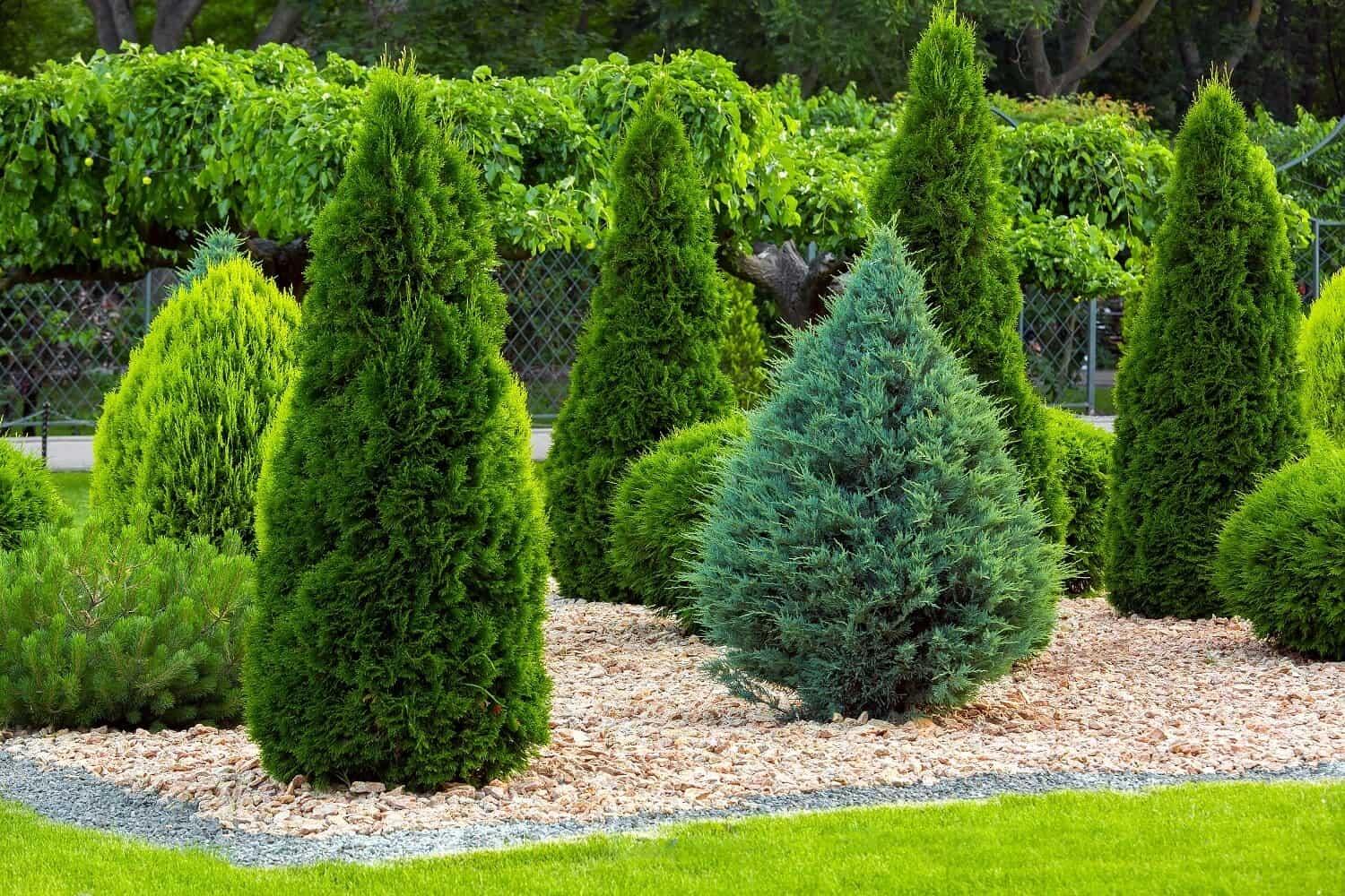 13 Small Evergreen Shrubs For A Dreamy Landscape Hort Zone
