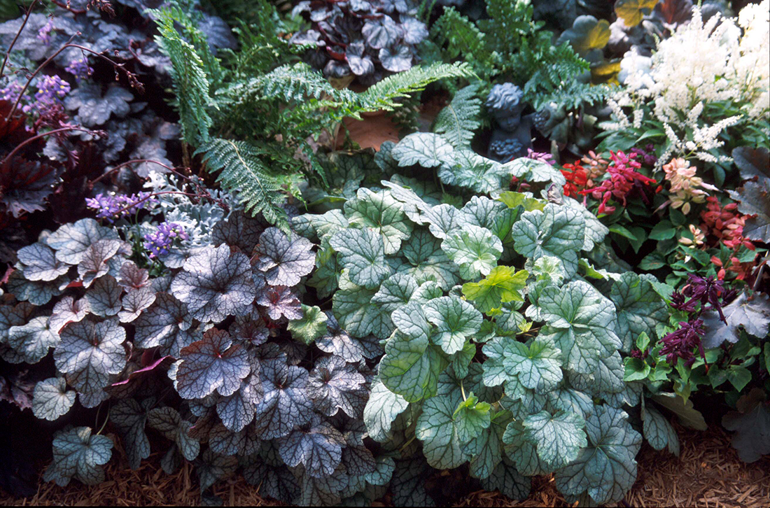 15 Companion Plants For Coral Bells Heuchera 