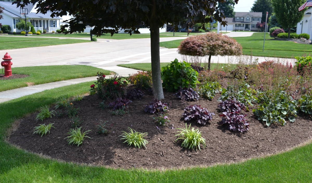 tree and landscaping