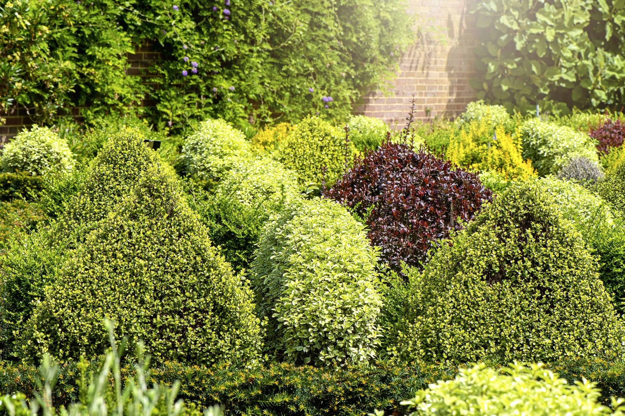 25 Best Evergreen Shrubs For All Seasons