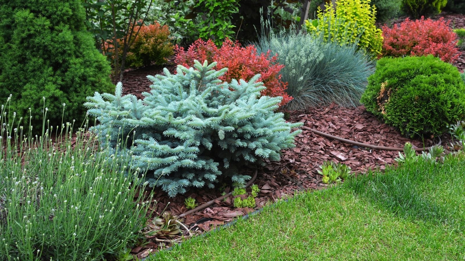 25 Low Maintenance Shrubs That Thrive On Neglect