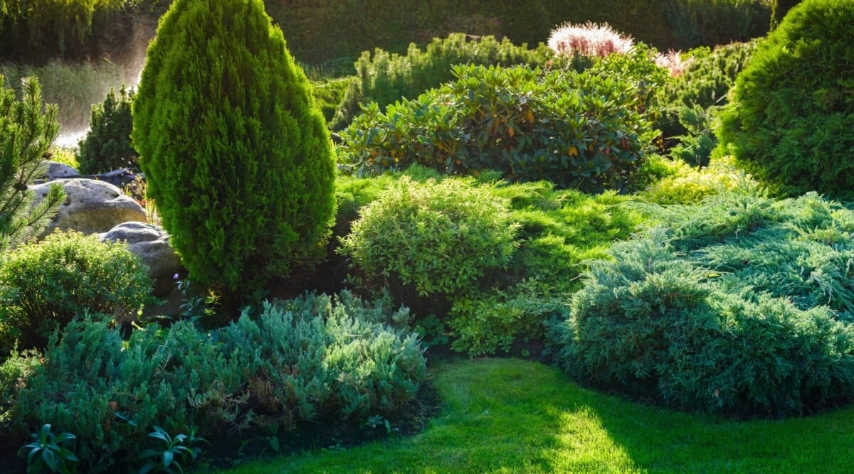27 Evergreen Shrubs That Look Good Year Round