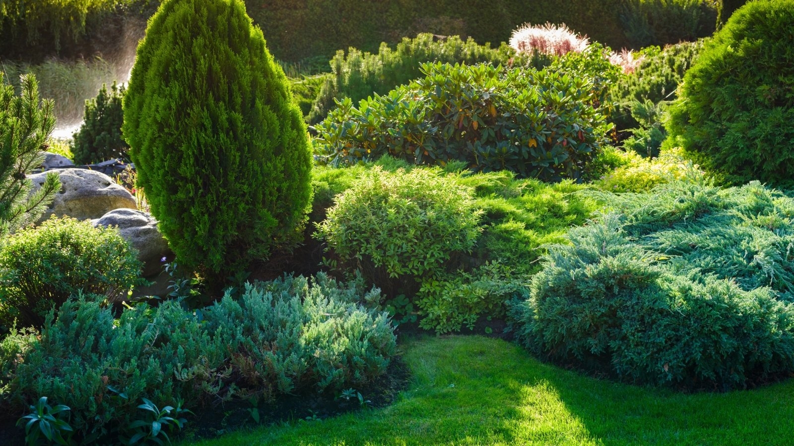 27 Evergreen Shrubs That Look Good Year Round
