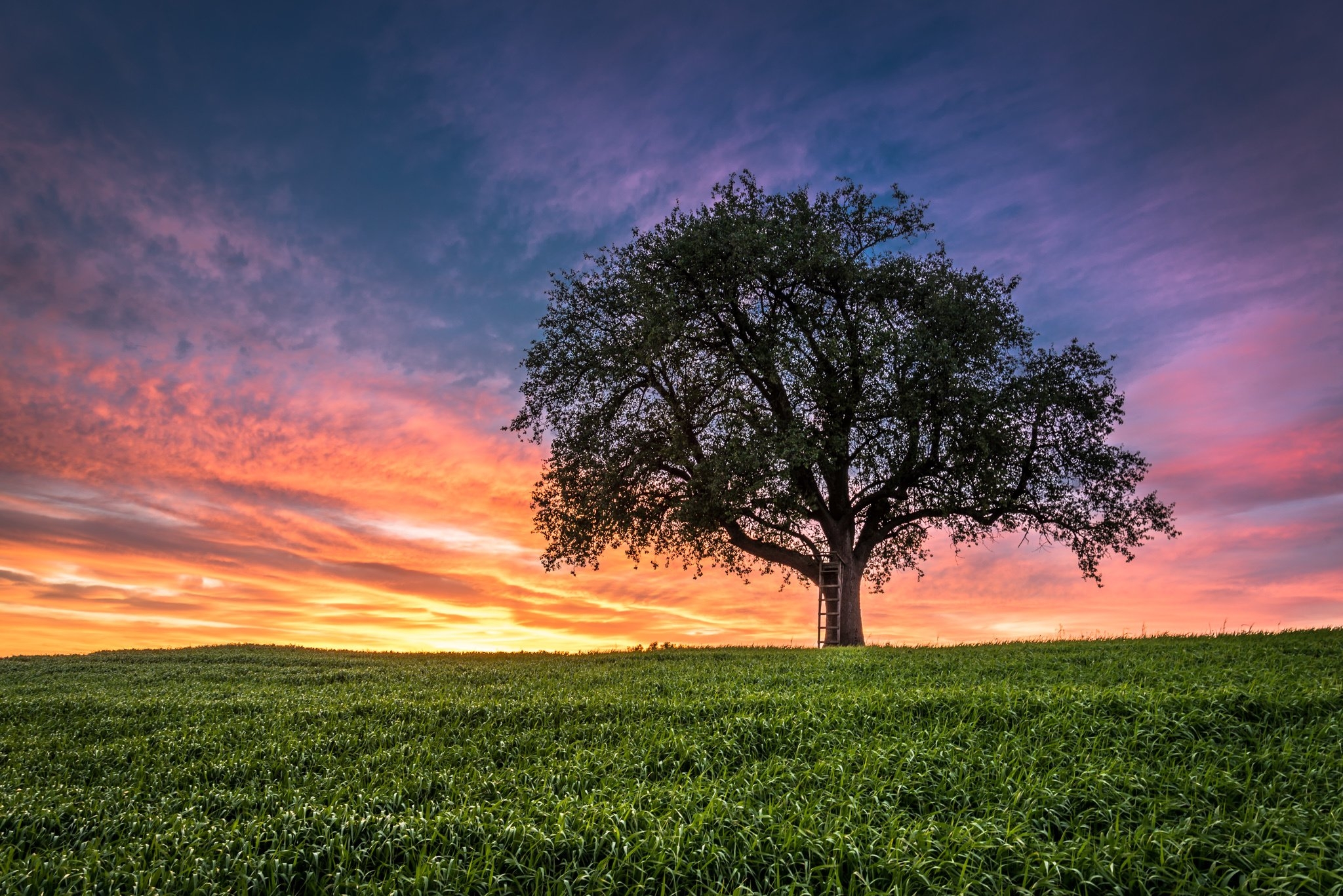  30 Tree Landscape Wallpapers WallpaperSafari