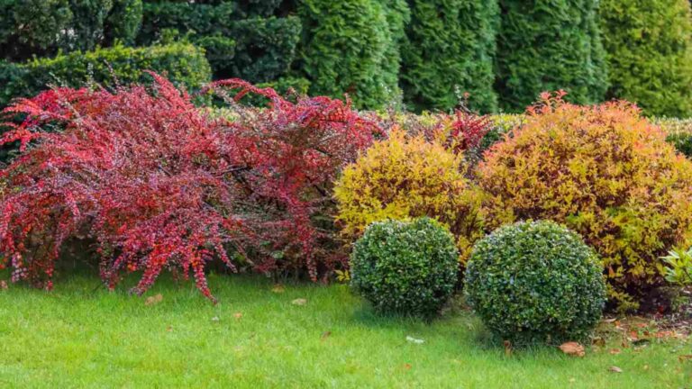 32 Best Evergreen Shrubs To Grow For Your Landscaping