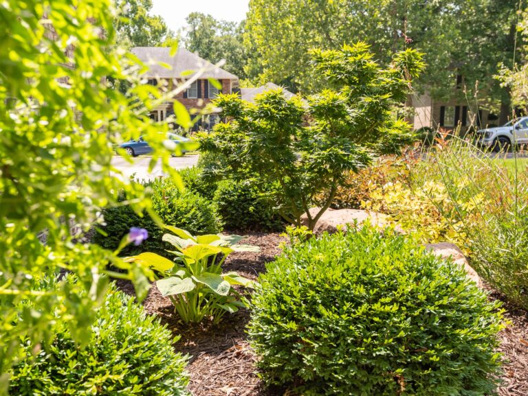 4 Dwarf Trees You Should Know About Rost Landscaping
