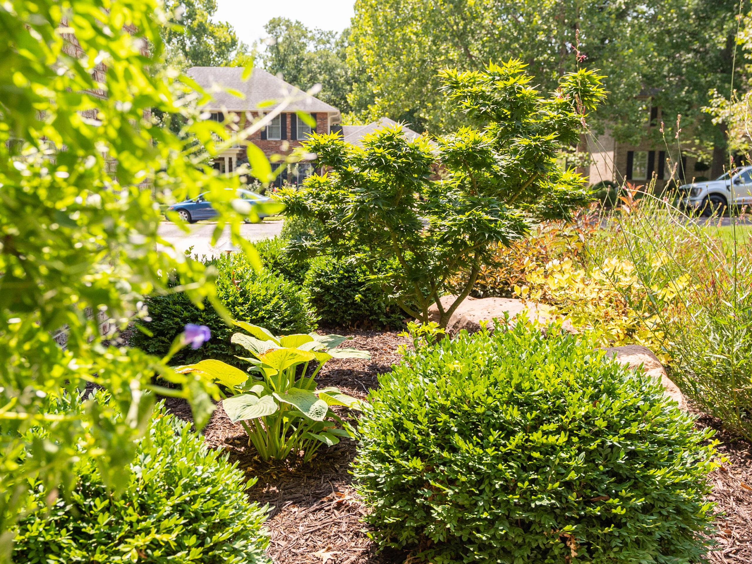 4 Dwarf Trees You Should Know About Rost Landscaping