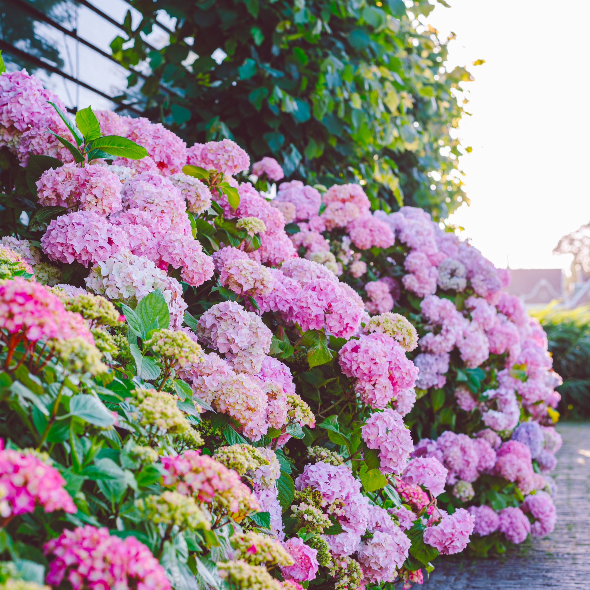 5 Brilliant Ways To Use Hydrangeas In Your Landscape Gardening Know How