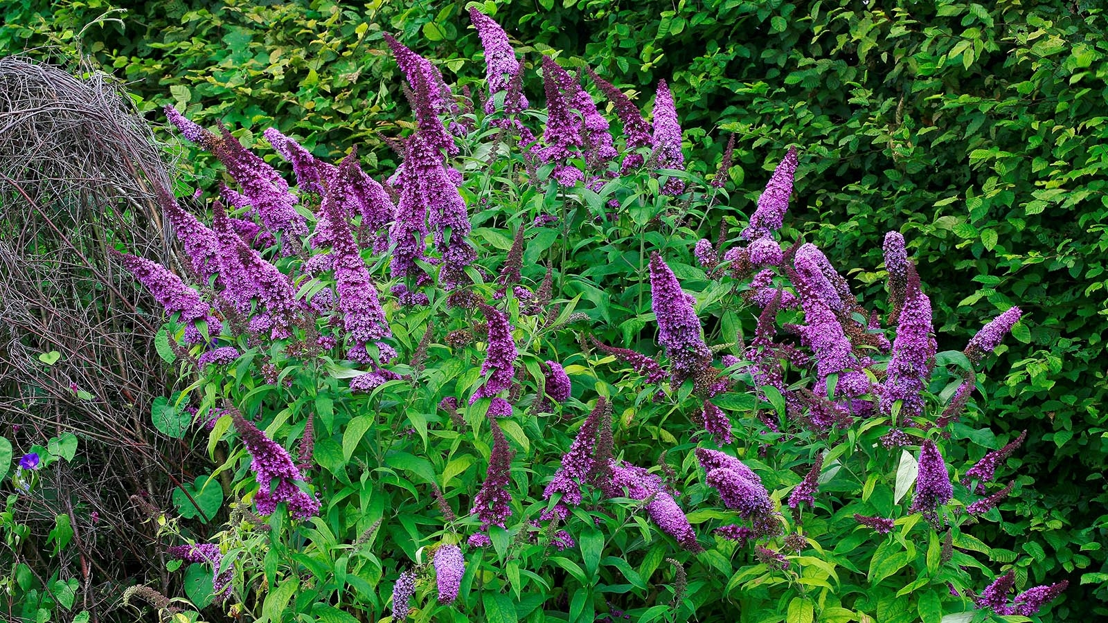 5 Reasons You Should Grow A Butterfly Bush HowStuffWorks