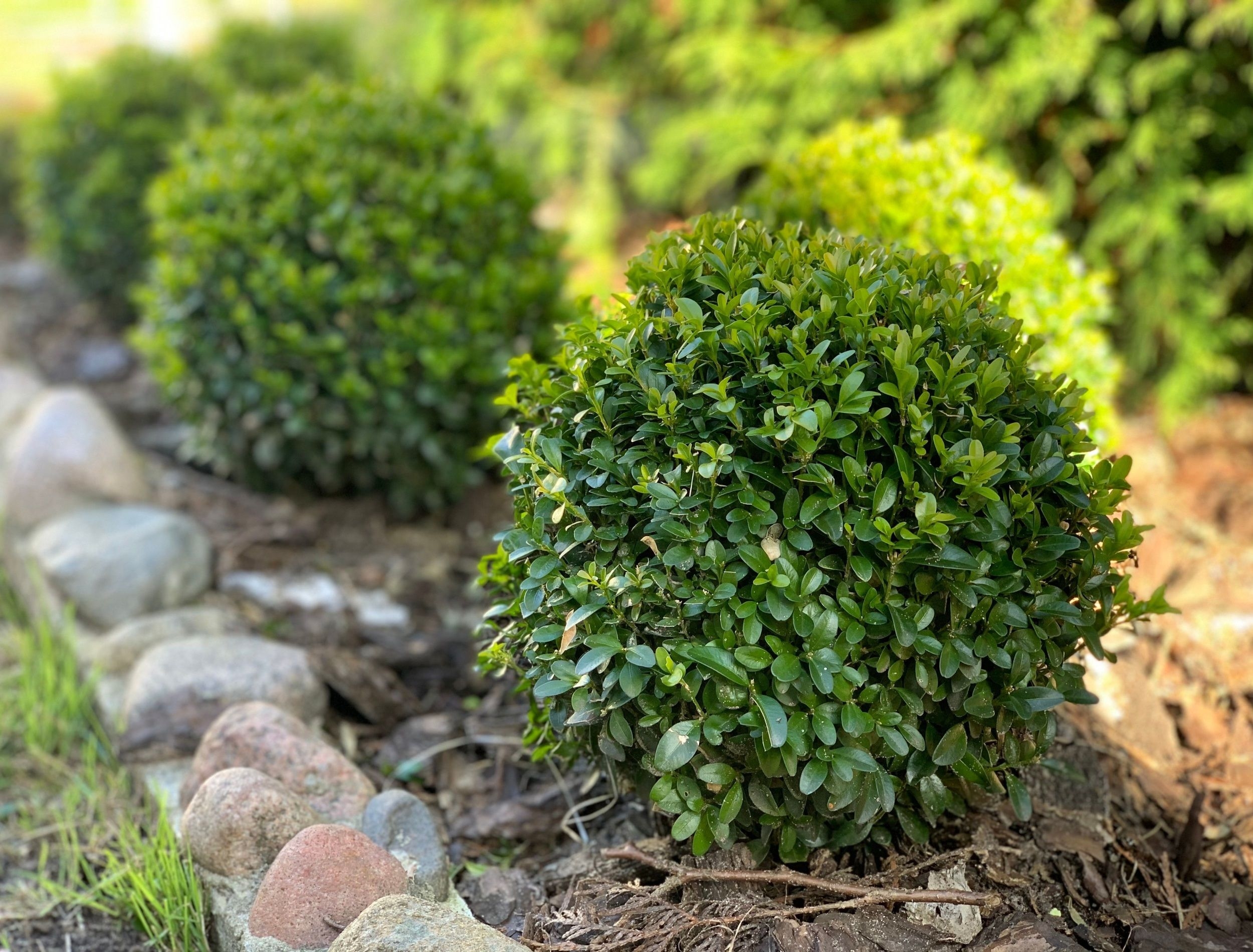 5 Types Of Boxwood Shrubs For Your Landscape