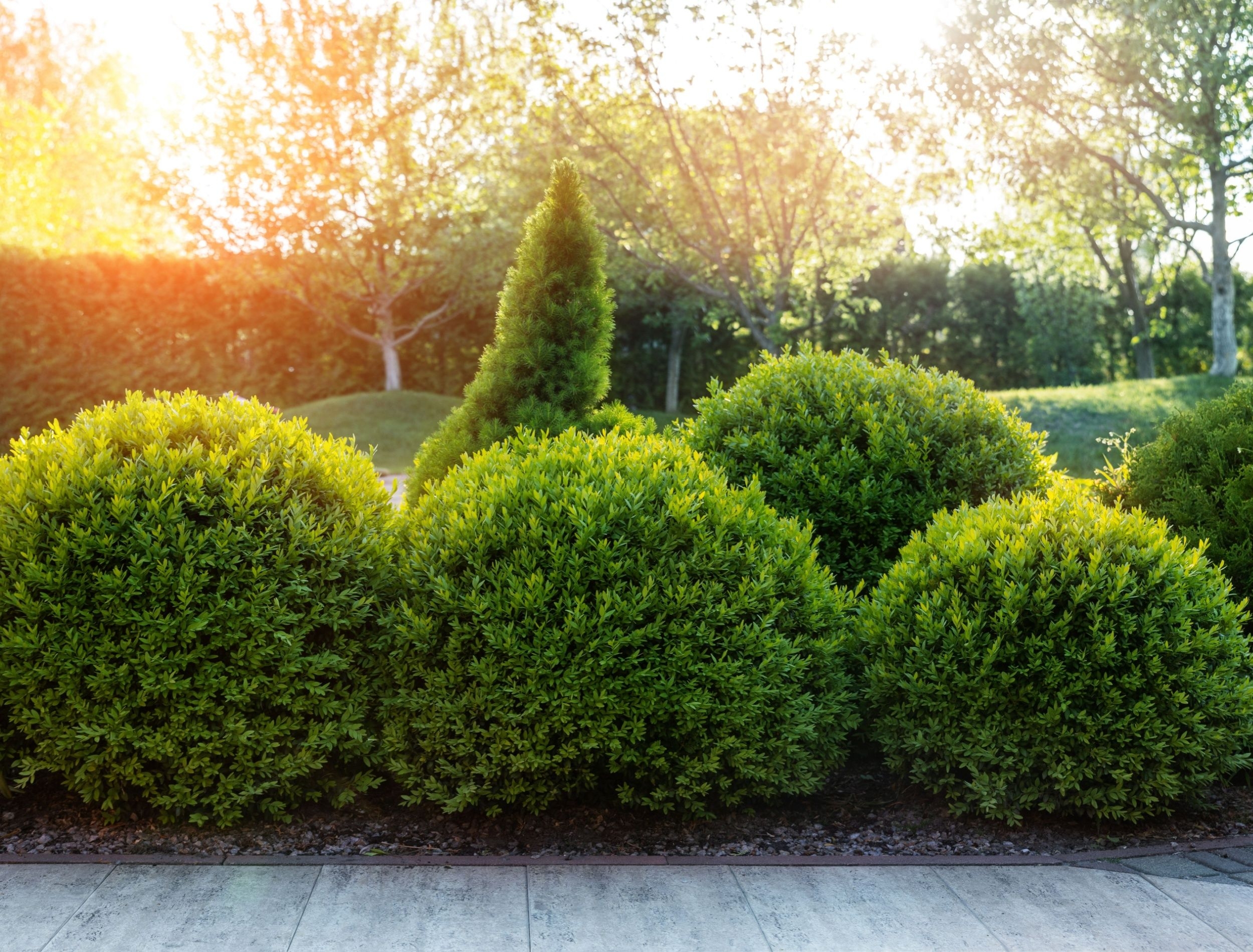 shrubs for landscaping