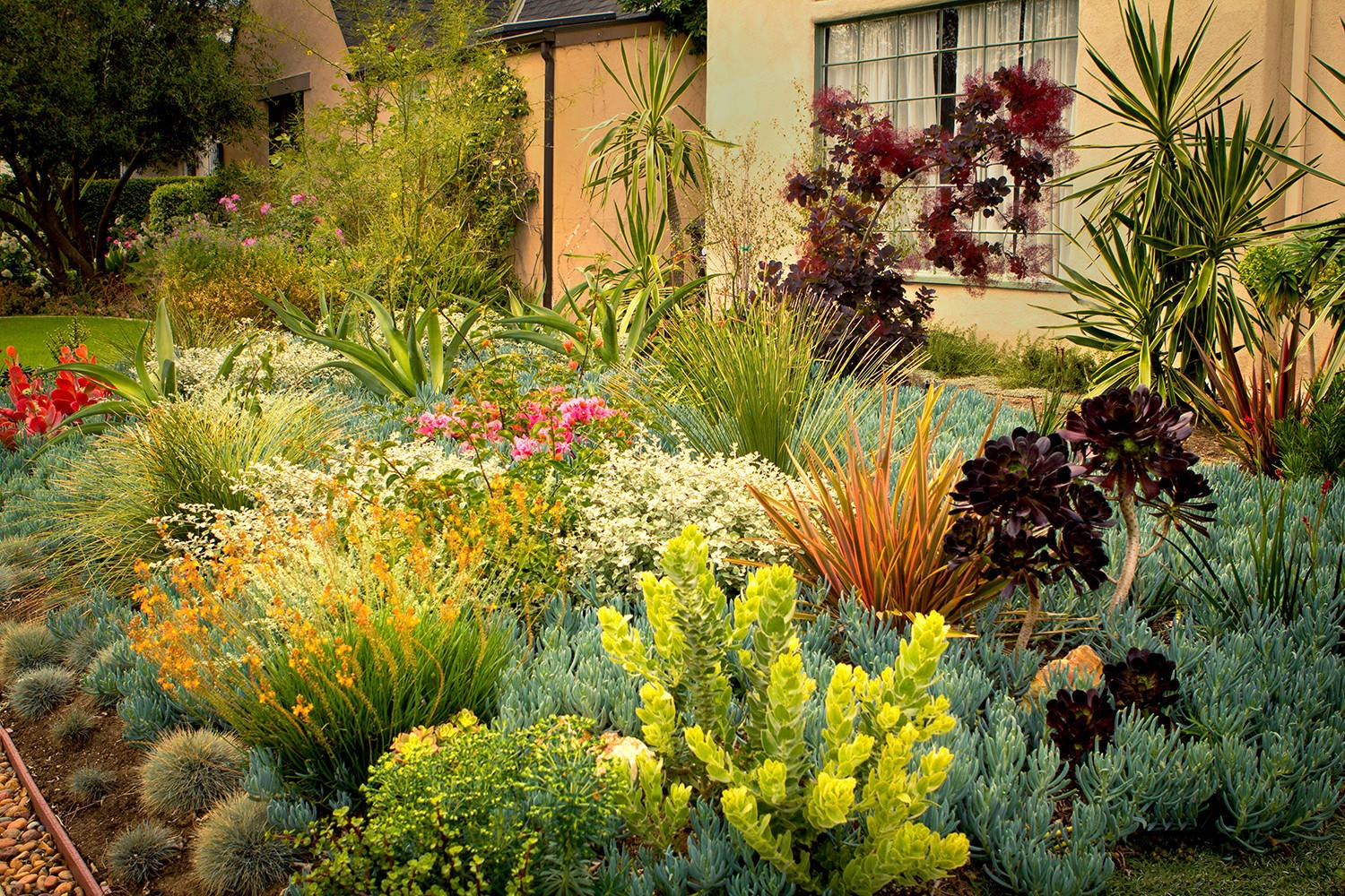 8 Colorful Drought Tolerant Landscape Designs