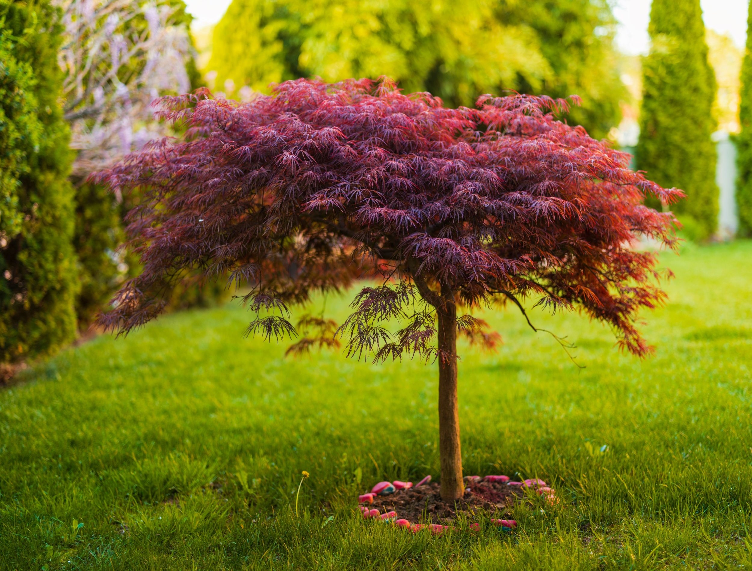 japanese maple landscape use