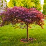8 Small Trees For Front Yards With Maximum Curb Appeal Gardening Know How