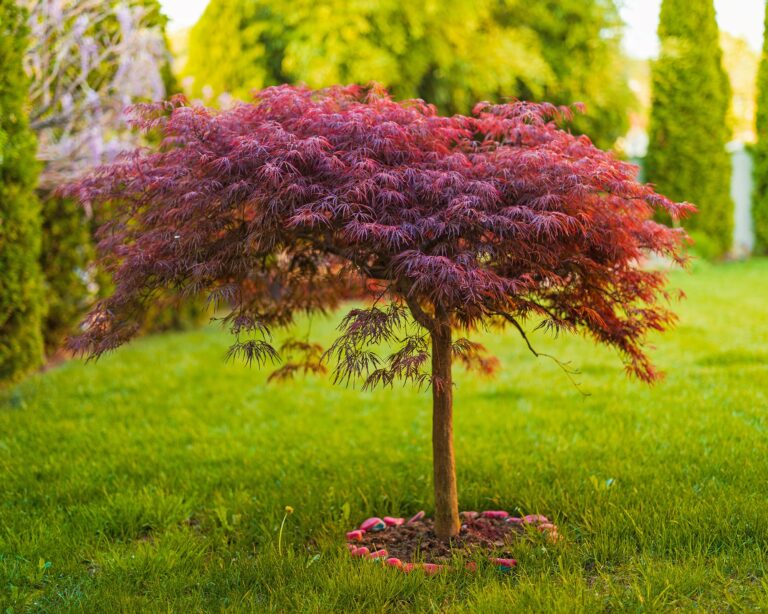 8 Small Trees For Front Yards With Maximum Curb Appeal Gardening Know How