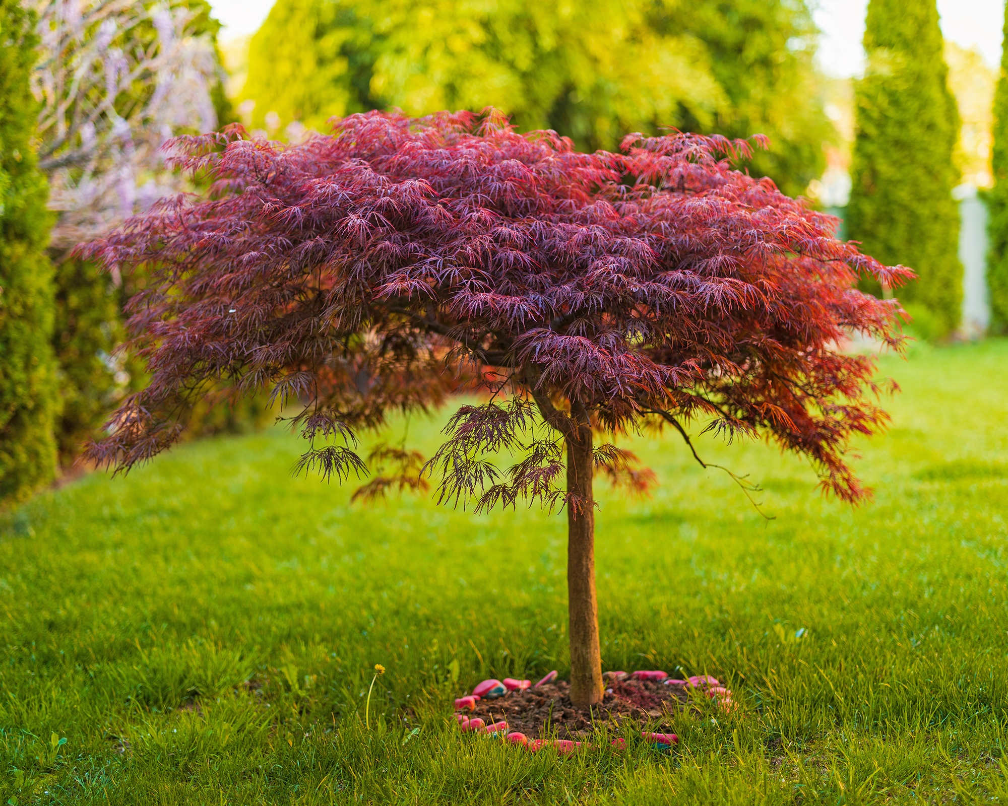 8 Small Trees For Front Yards With Maximum Curb Appeal Gardening Know How