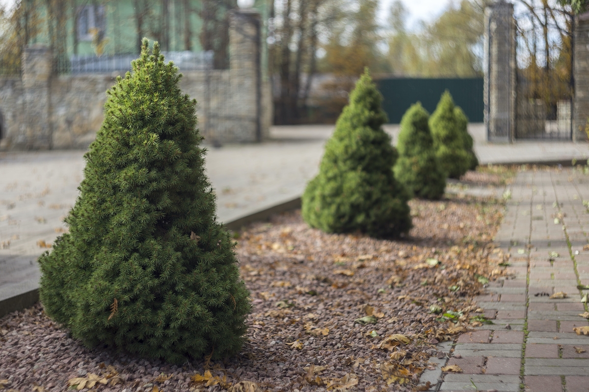 evergreen trees for landscaping