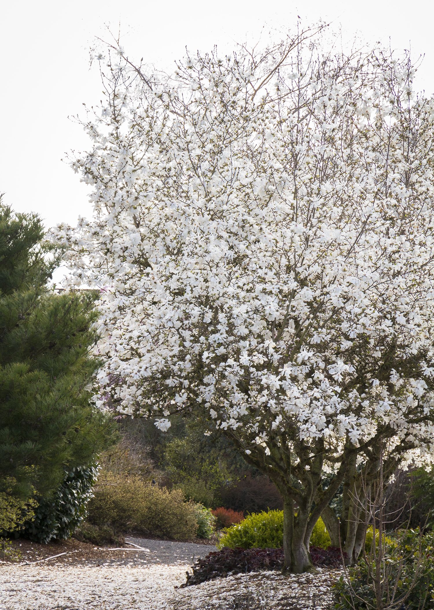 9 Trees For Small Yards Best Small Trees For Privacy And Shade
