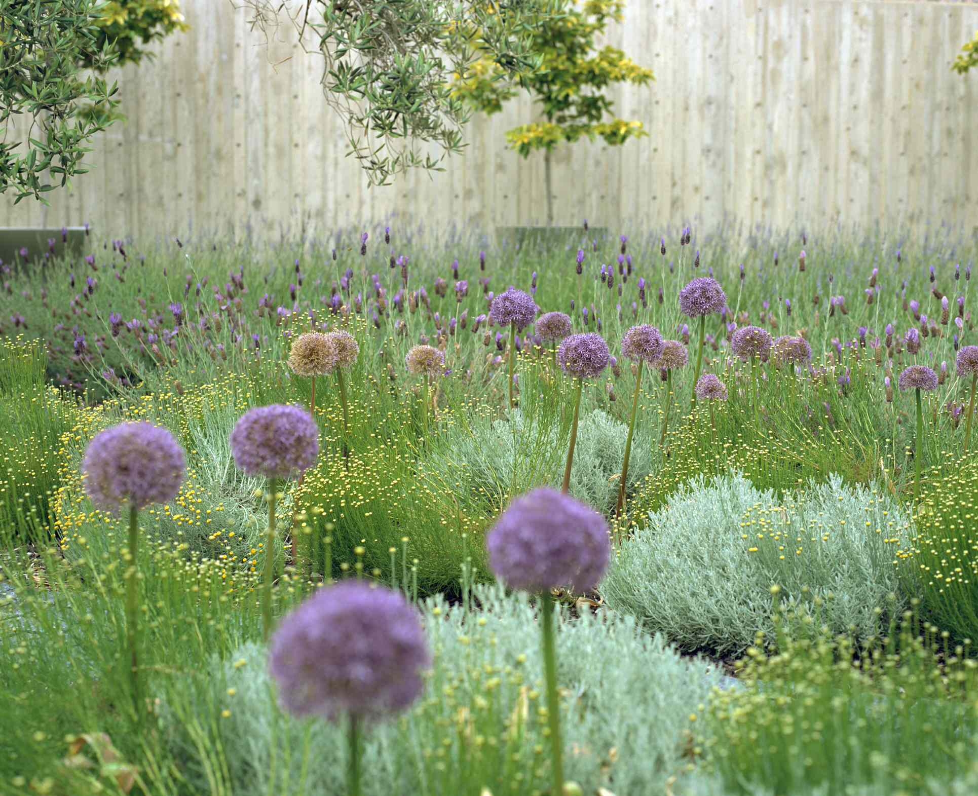 lavender landscape uses