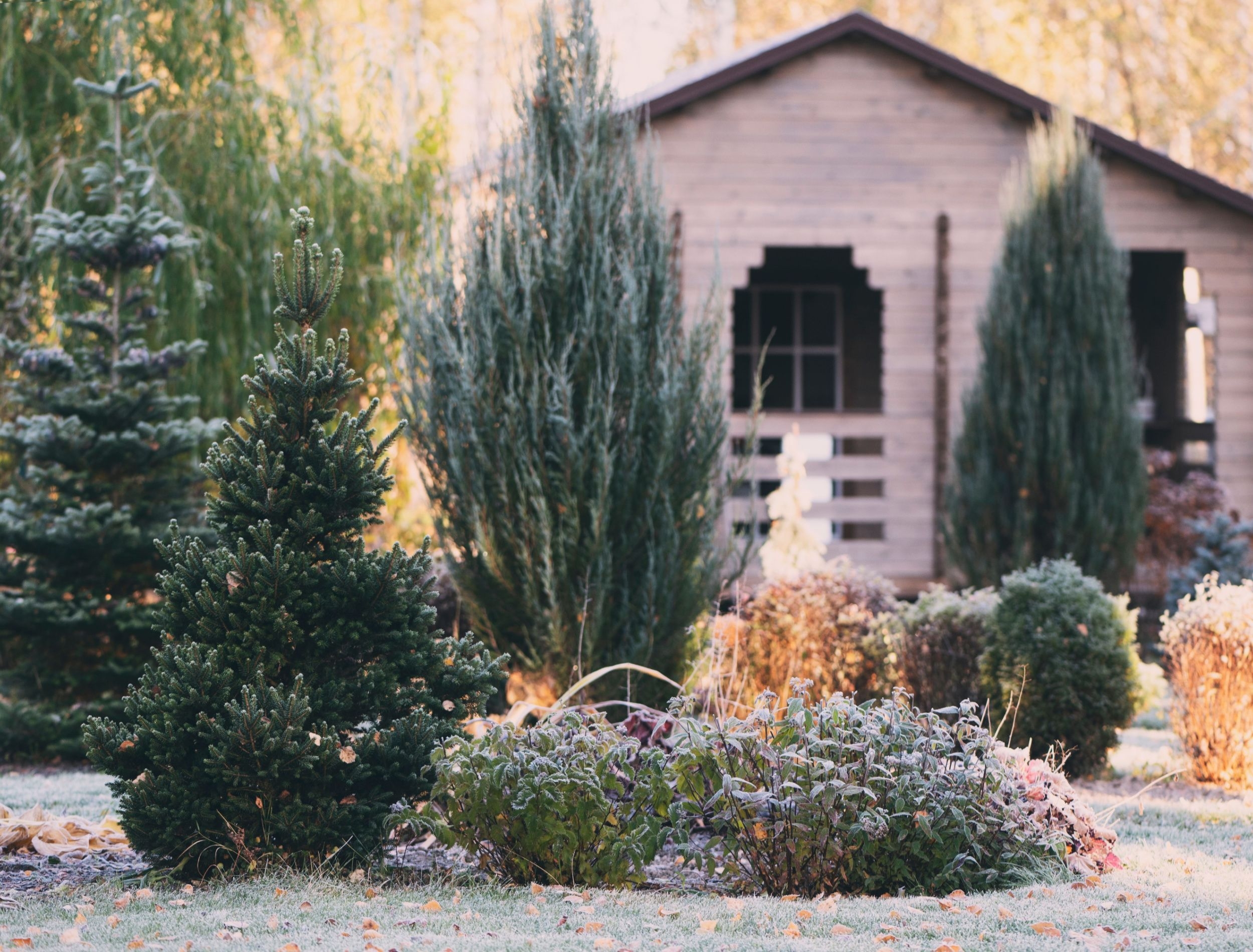 9 Winter Landscaping Ideas Using Evergreens In The Backyard 9 Winter Landscaping Ideas Using Evergreens In The Backyard