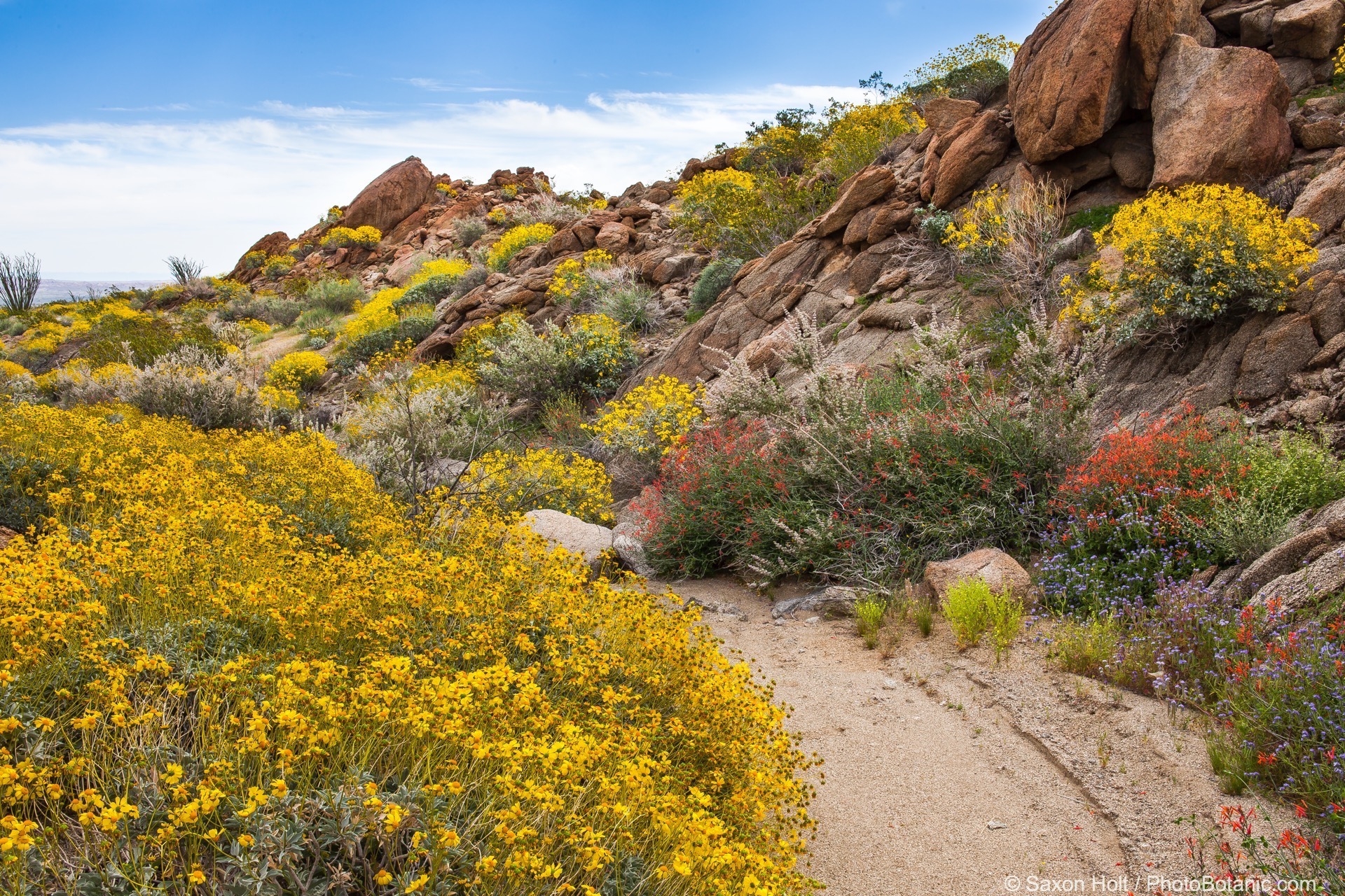 A Real Desert Garden Photobotanic