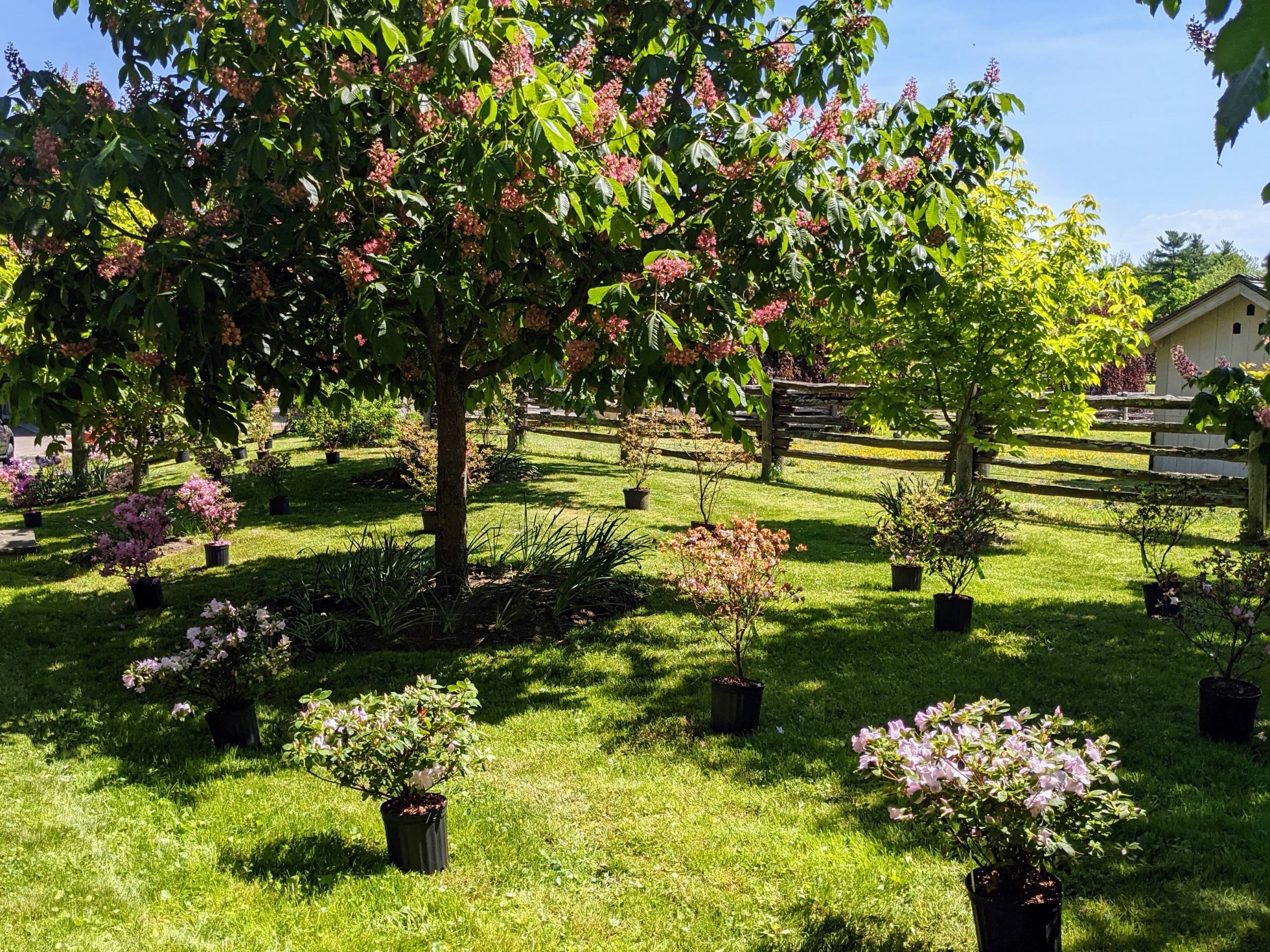 Adding Azaleas To The Garden The Martha Stewart Blog