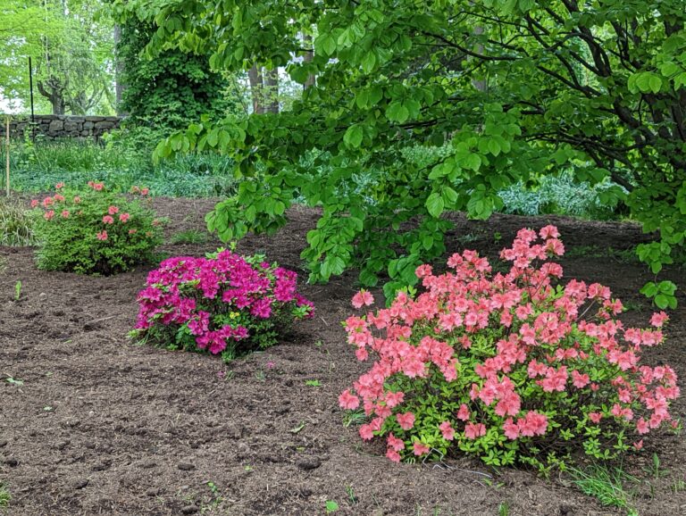 Adding Azaleas To The Garden The Martha Stewart Blog