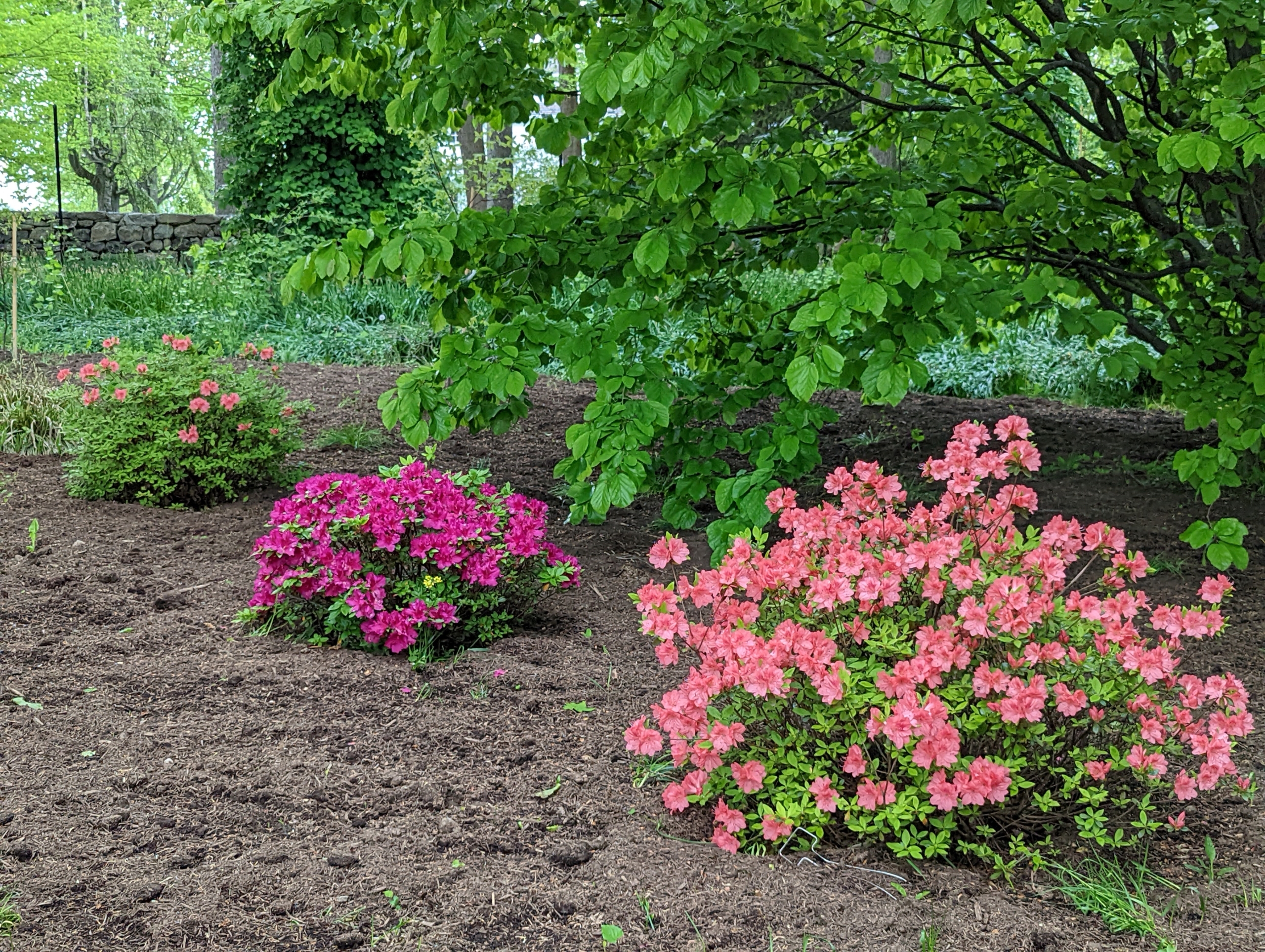 Adding Azaleas To The Garden The Martha Stewart Blog