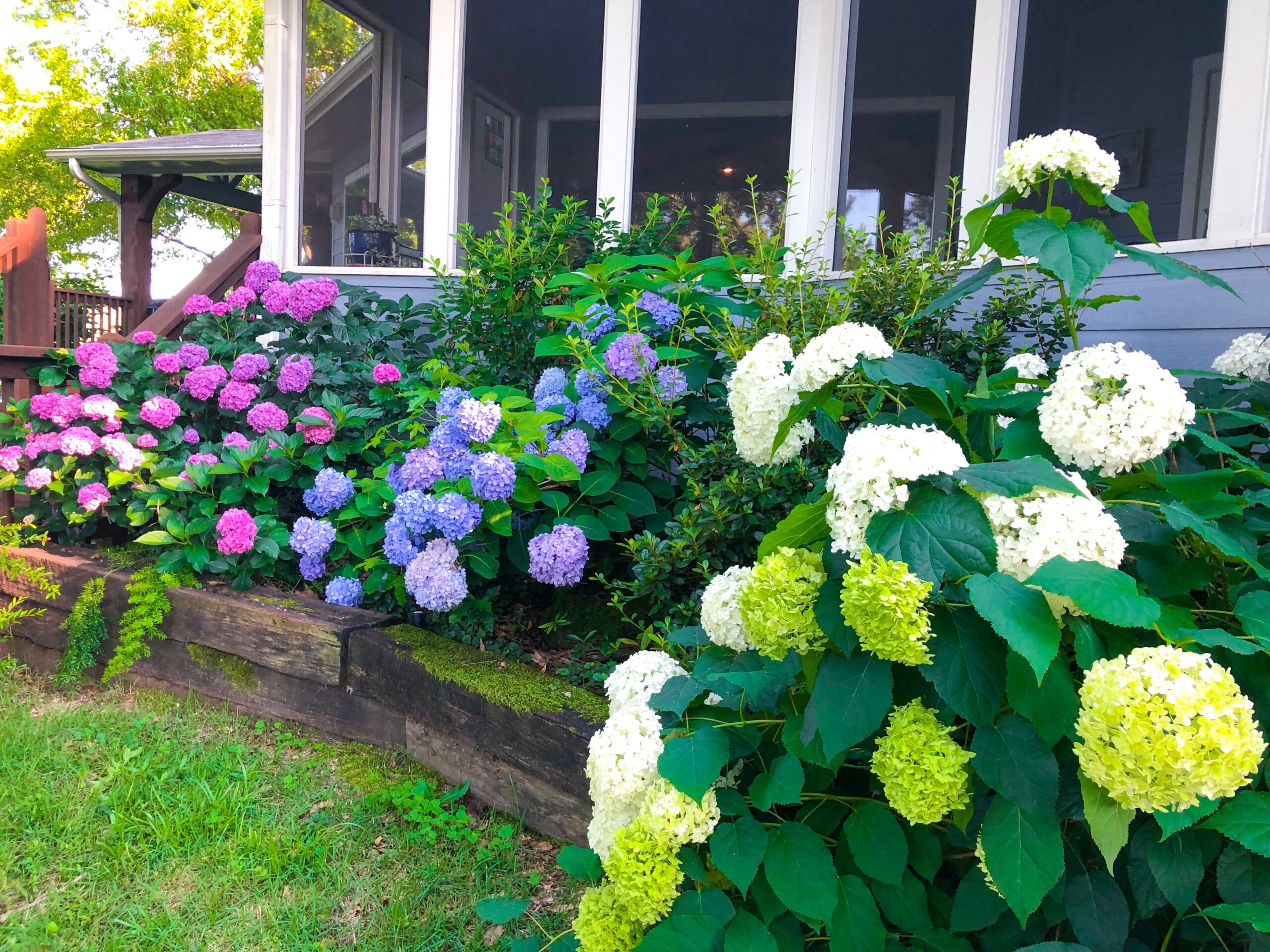 front house hydrangea landscaping