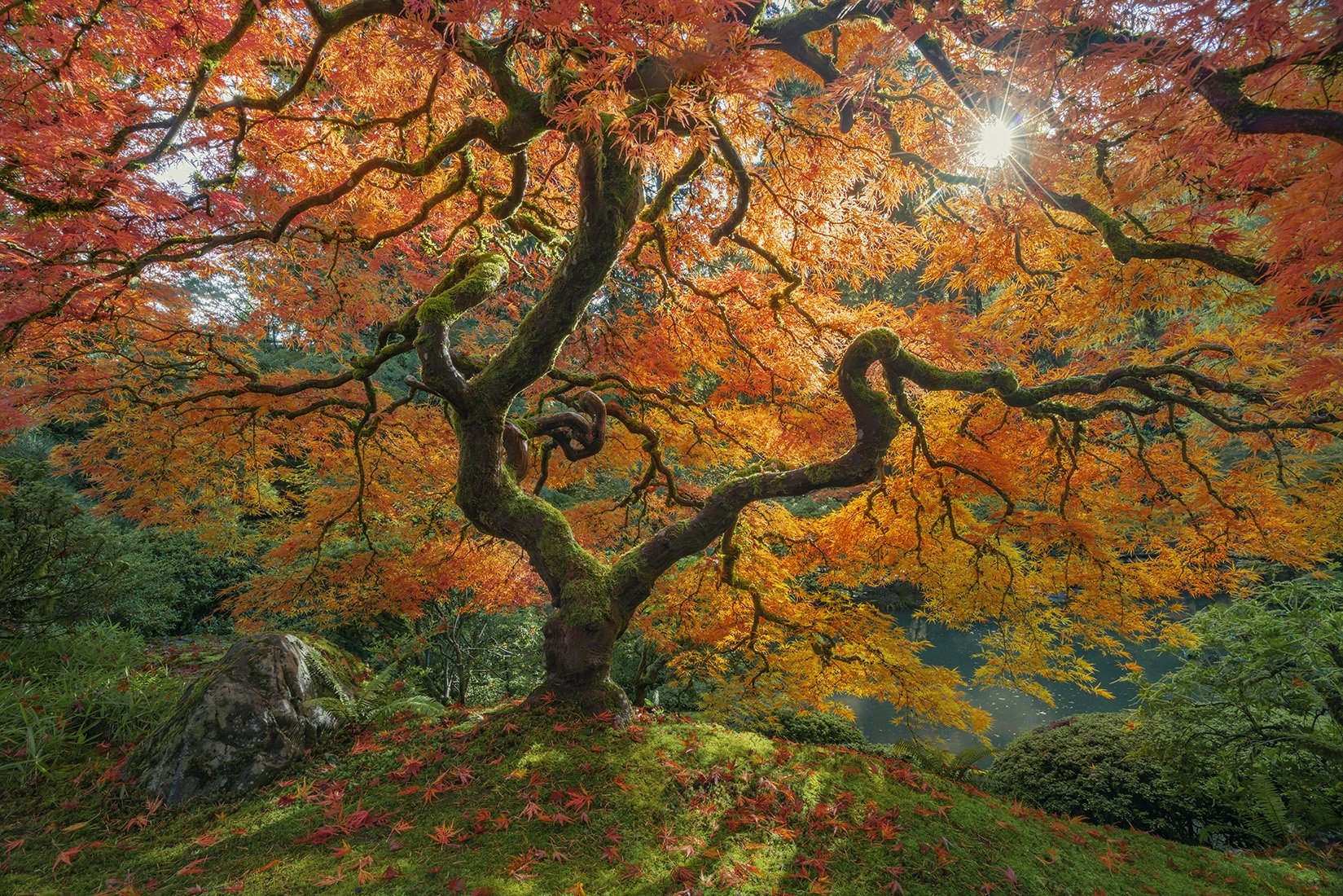 Amazing Tree Fine Art Nature And Landscape Photography Prints Fine Art Landscape And Nature Photography By Thomas Goebel Landscape And Nature Photography Fine Art Prints
