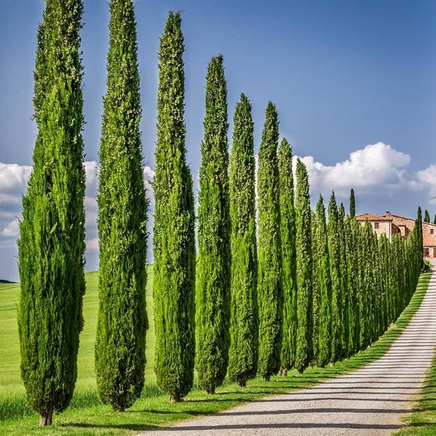 Amazon Brighter Blooms Italian Cypress Tree 3 4 Ft No Shipping To AZ Patio Lawn Garden