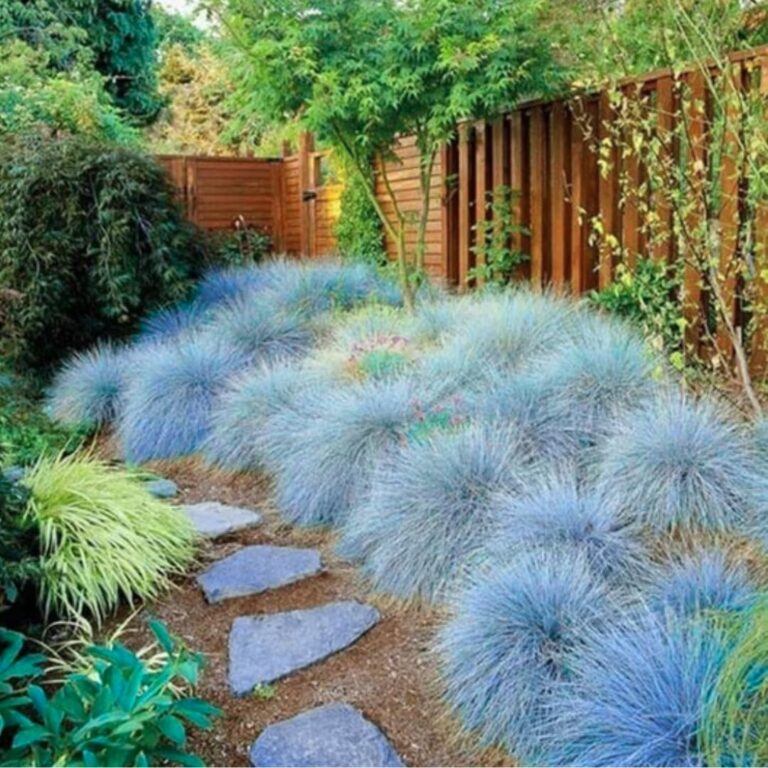 Amazon Set 4 Blue Grass Plants Live Ornamental Grasses Live Plants Perennial In 4 Inch Pot For Planting 2 Plant Per Pot Patio Lawn Garden