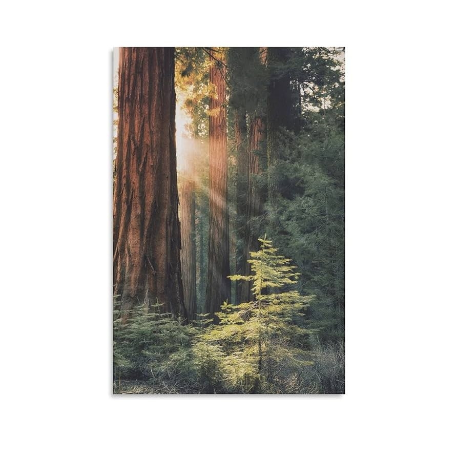 Amazon Sunrise Redwood Tree Forest Nature Canvas Poster Bedroom Decor Sports Landscape Office Room Decor Gift Canvas Poster Wall Art Decor Print Picture Paintings For Living Room Bedroom Decoration 20x30inch Posters Prints