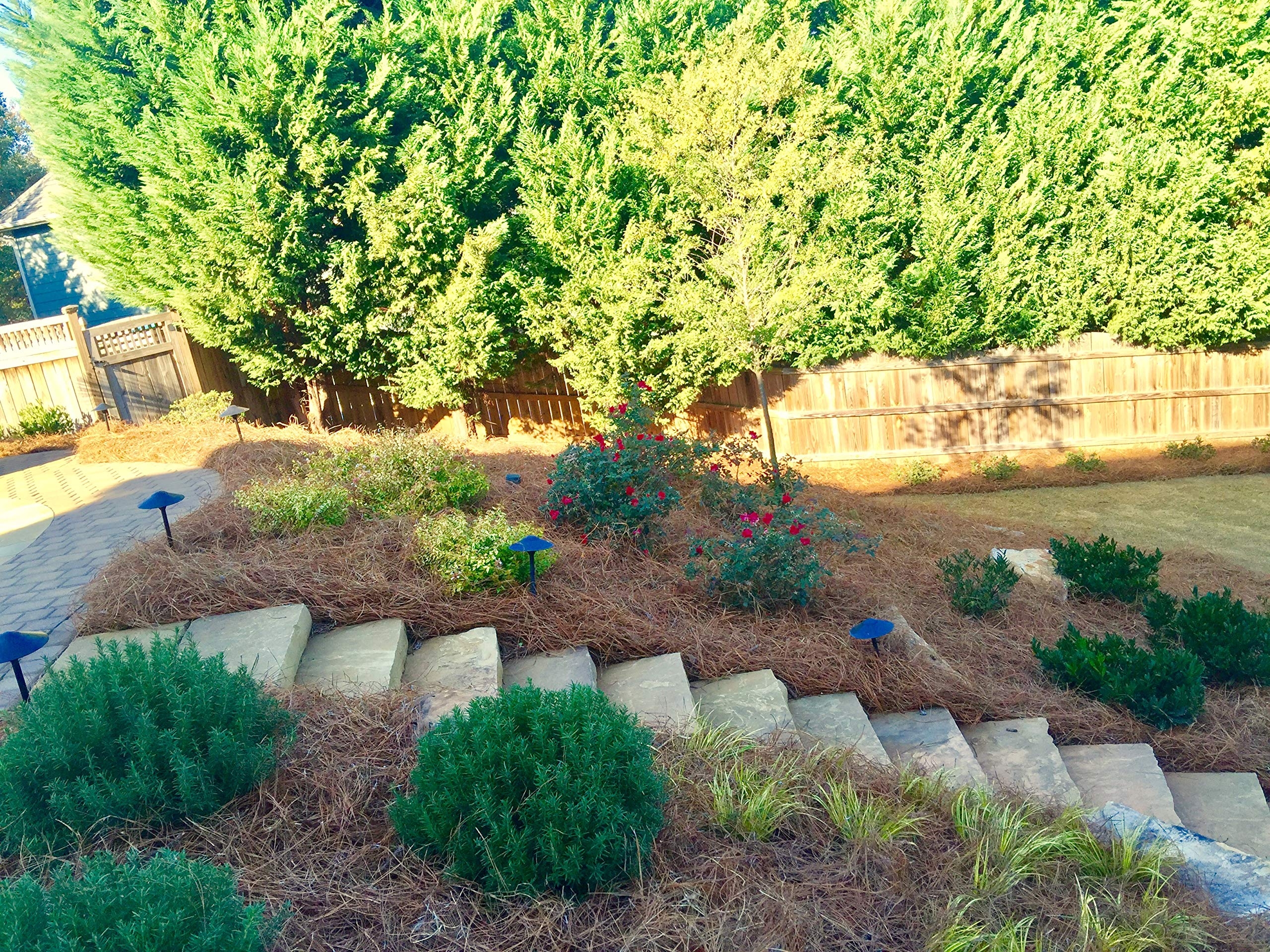 pine needles for landscaping