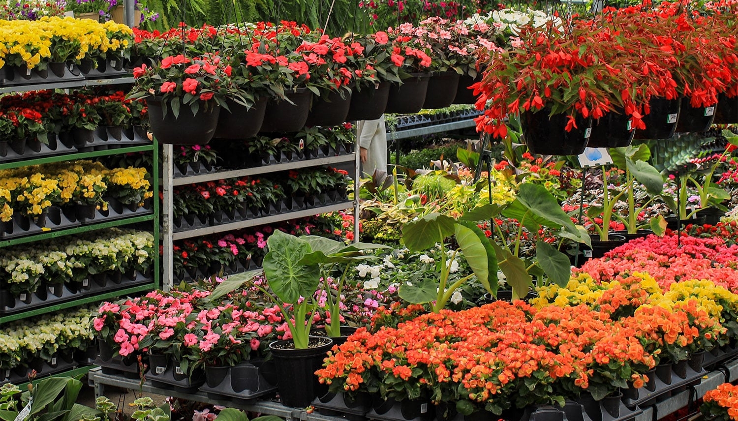 Annual Flowers Colour And Vibrancy All Summer Long