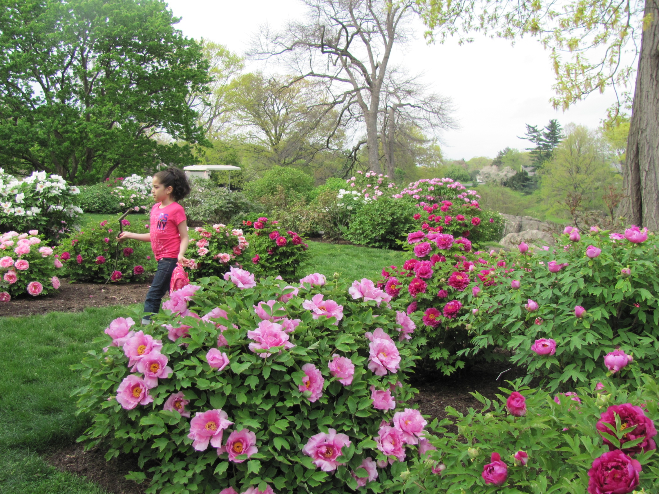 Approaches To A Peony Garden East And West Cricket Hill Garden