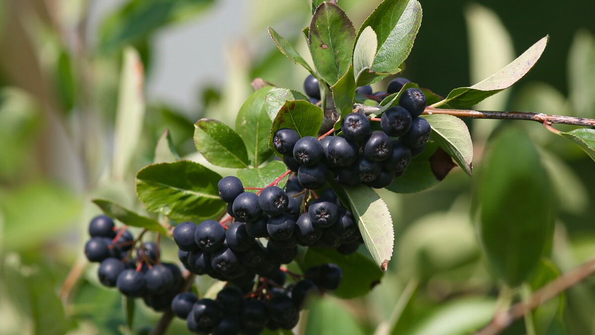 Aronia A Superfruit That s Perfect For Northern Landscapes InForum Fargo Moorhead And West Fargo News Weather And Sports