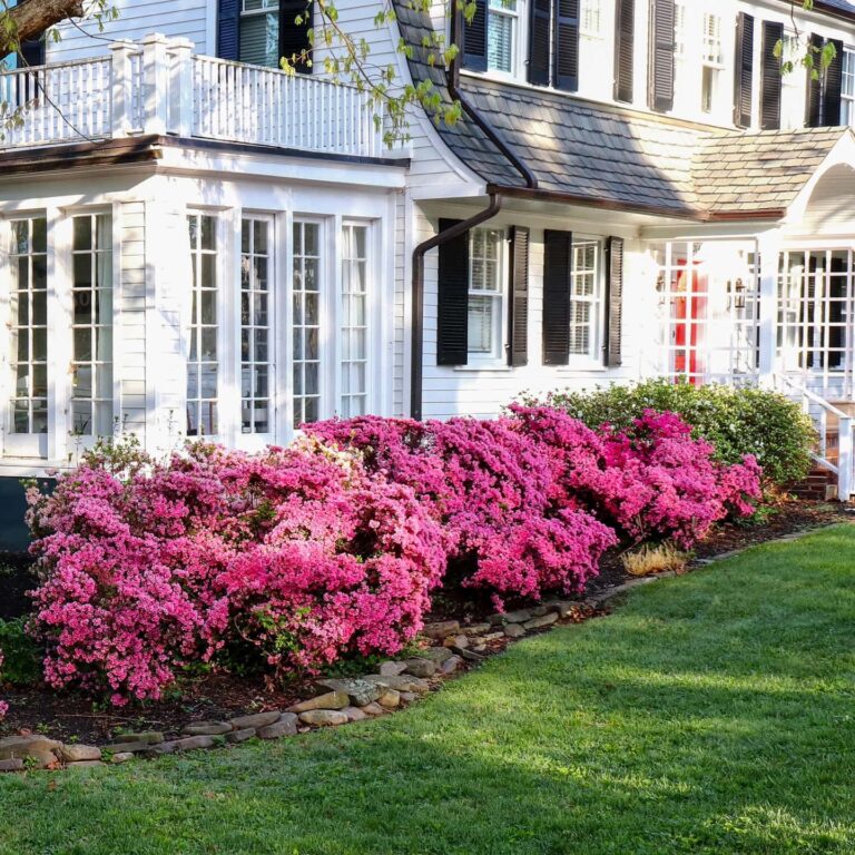 Azalea Companion Plants What To Plant With Azaleas 