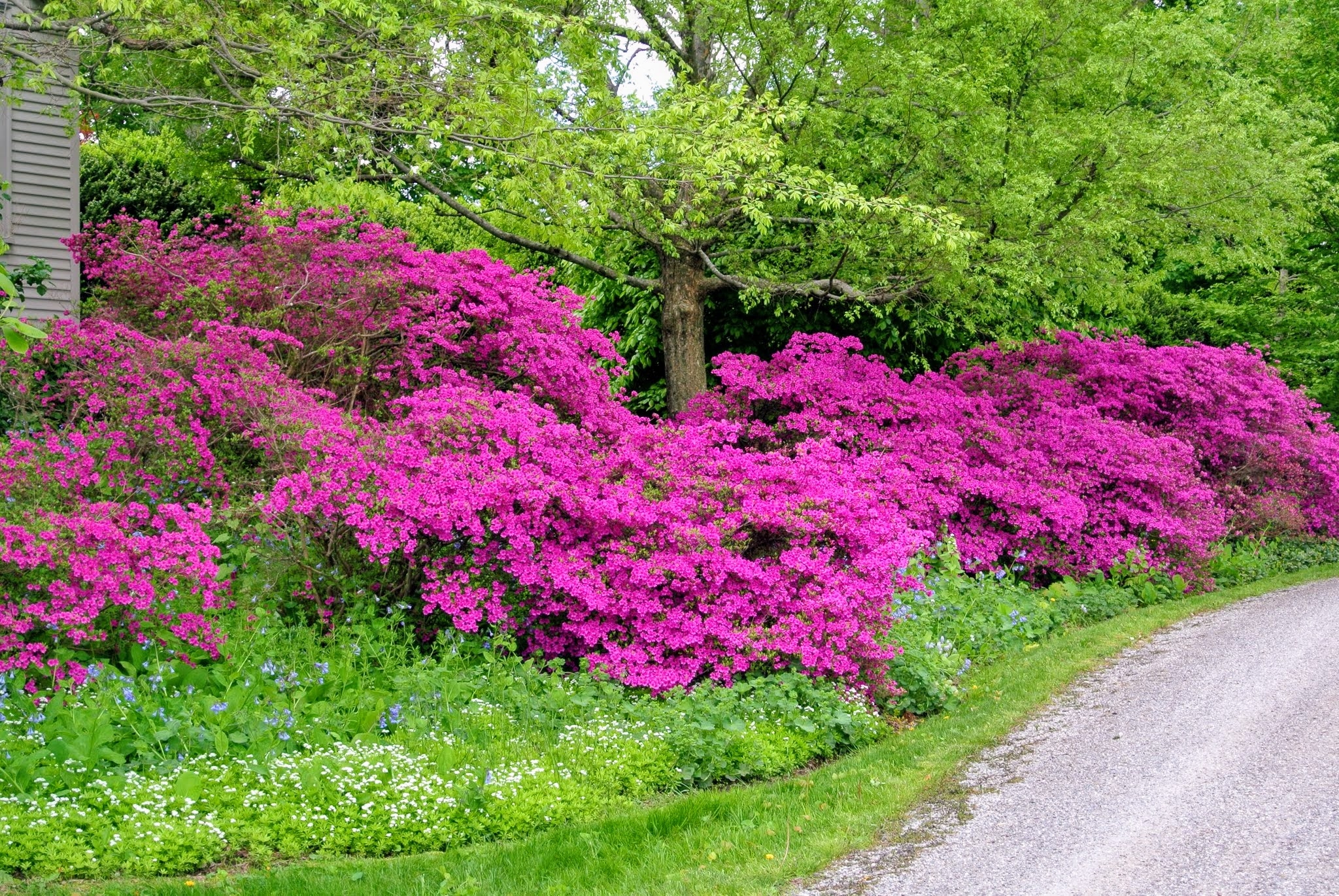 Azaleas At The Farm The Martha Stewart Blog