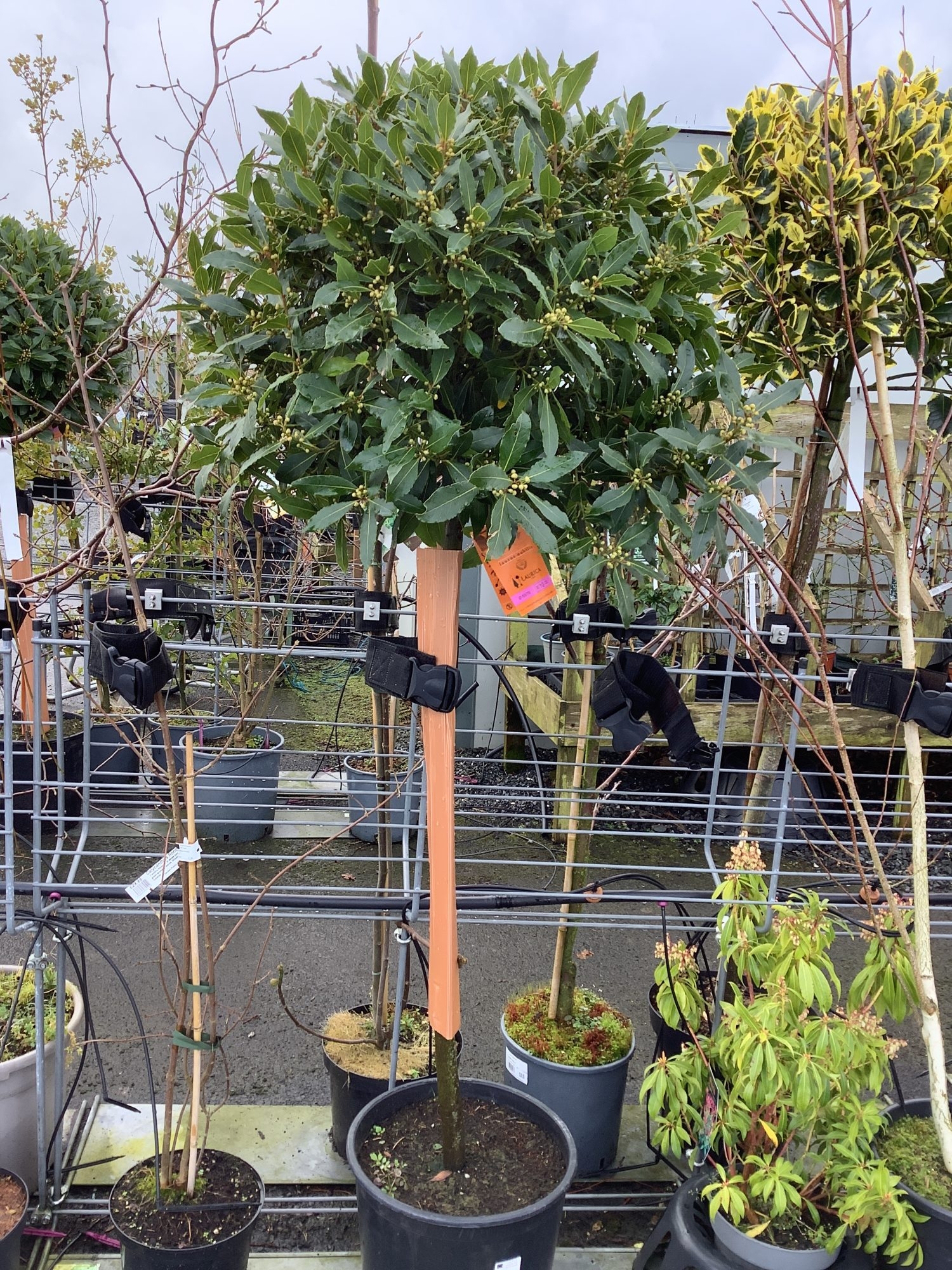 woodcroft landscapes & nursery