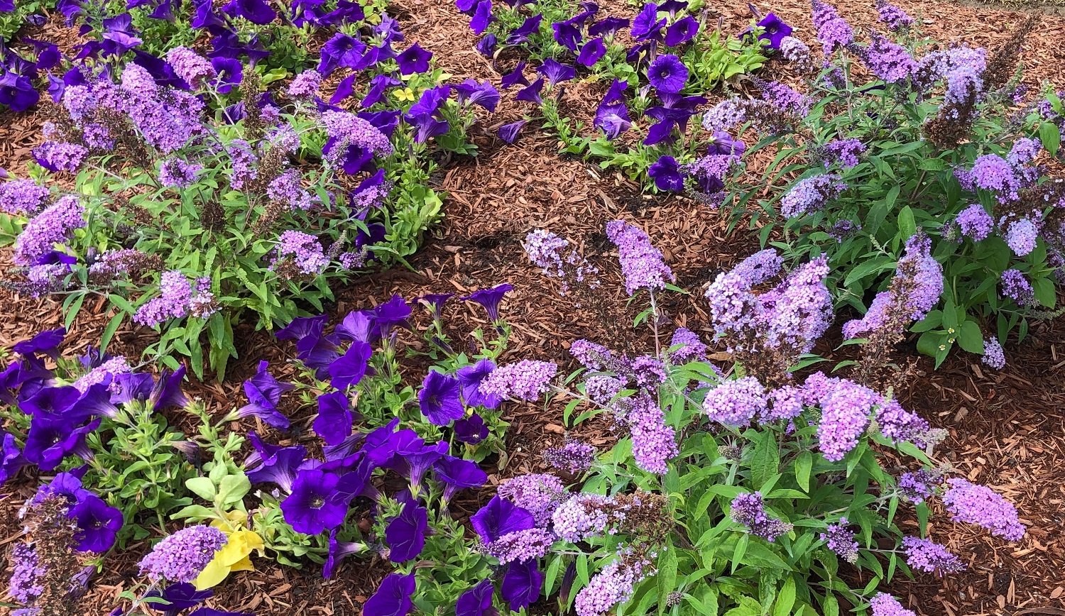 Beautiful Butterfly Bushes Farmside Landscape Design Sussex County NJ