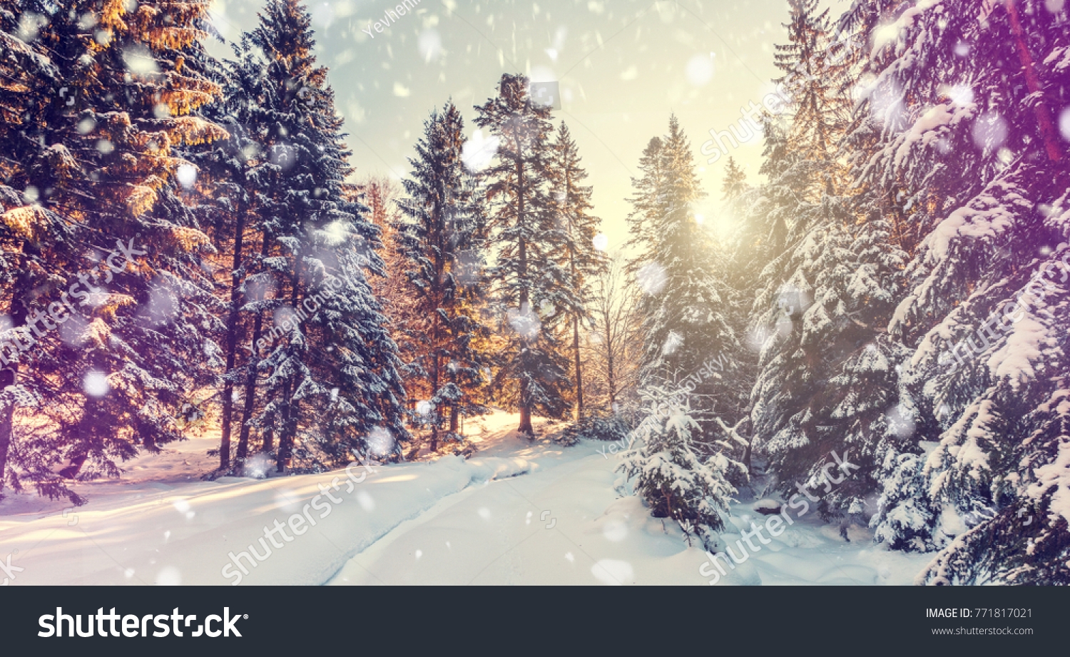 Beautiful Winter Landscape Christmas Landscape Falling Stock Photo 771817021 Shutterstock