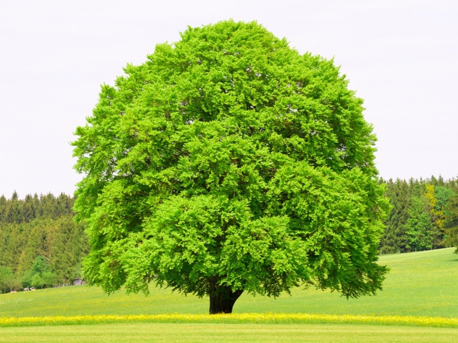 trees in a landscape