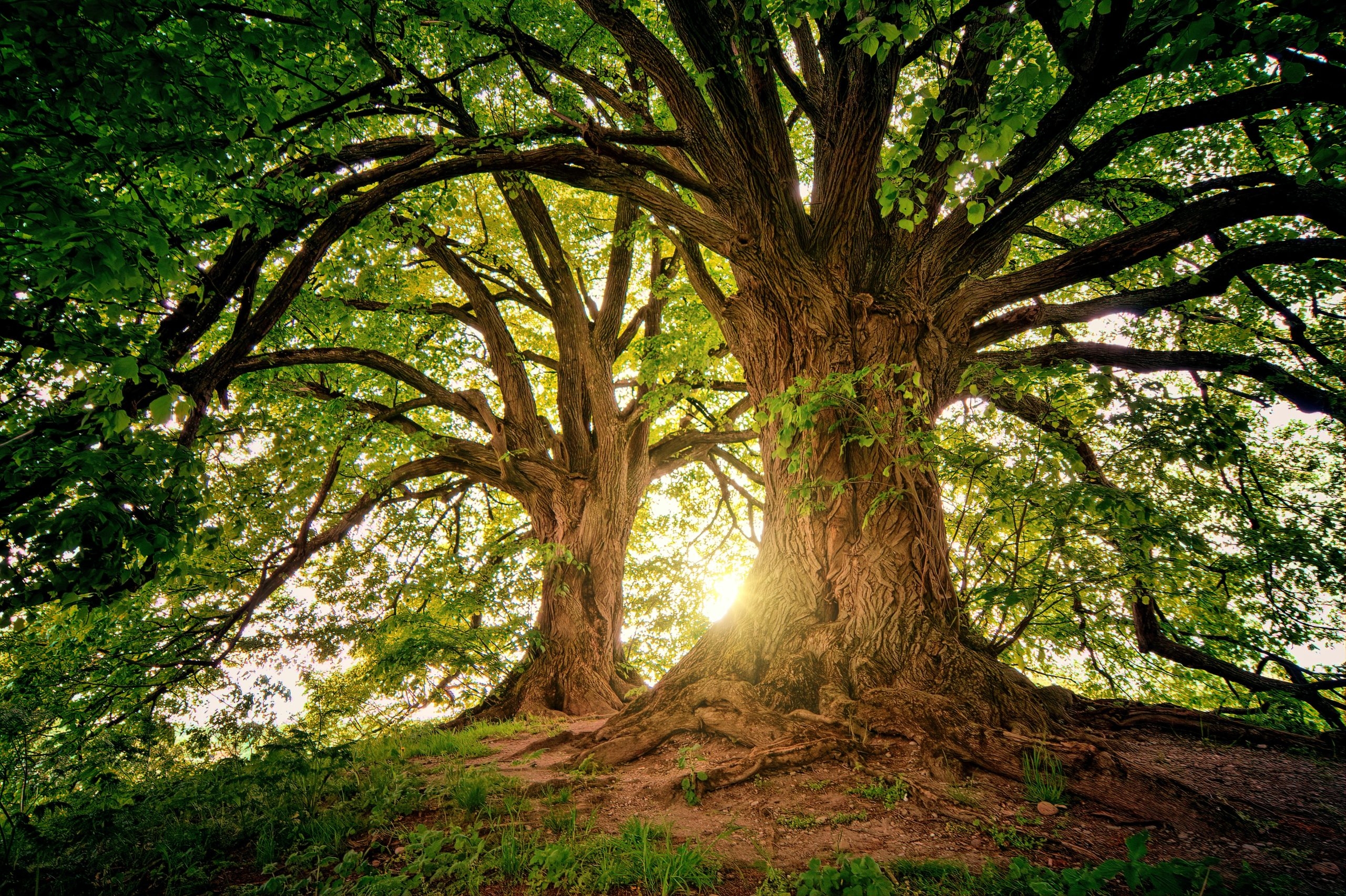 Benefits Of Landscape Architecture With Trees